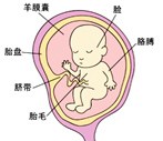 怀孕14周胎儿图