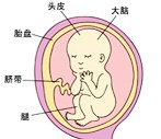 怀孕19周胎儿图