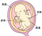 怀孕20周胎儿图
