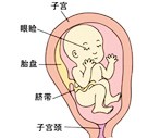 怀孕21周胎儿图