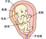 怀孕23周胎儿图