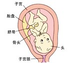 怀孕29周胎儿图