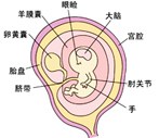 怀孕8周胎儿图